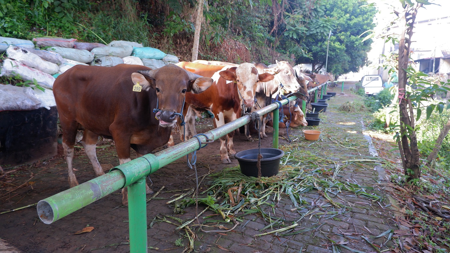 Alhamdulillah! DKM Masjid Al Amin Tuntaskan Distribusi 1.426 Kantong Daging Qurban Idul Adha 1447 H